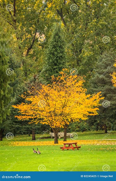 Bright Yellow Tree In A Park On Cloudy Autumn Day Stock Image Image