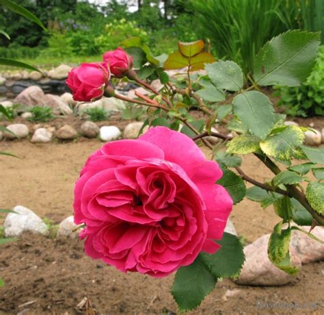 Галерея - Alexander MacKenzie (-) - Энциклопедия роз