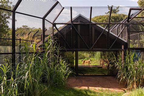 Perth Zoo Lion Exhibit Australia By Iredale Pedersen Hook 谷德设计网