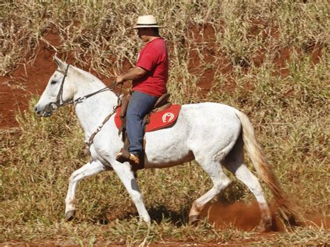 LOTE 27 QUÊNIA DA SANTA LÚCIA EMBRIÃO GESTADO 1 LEILÃO VIRTUAL