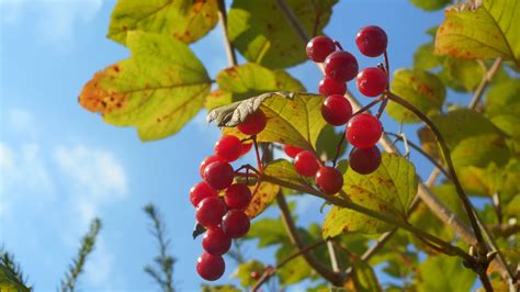 Free Images Tree Nature Branch Fruit Sunlight Leaf Flower Food