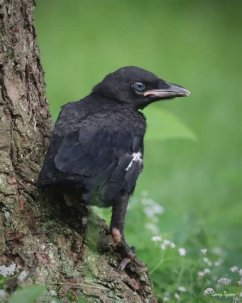 American Crow Fledgling Tioga County Pennsylvania Fell O Flickr