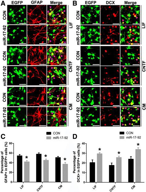 R 17 92 Cluster Regulates Astrocytogenesis And Neurogenesis Of Nscs In Download Scientific