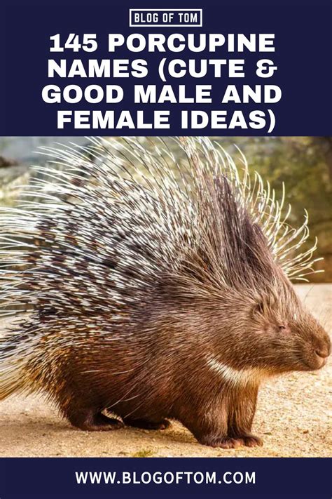 145 Porcupine Names (Cute & Good Male And Female Ideas) | Porcupine ...