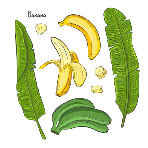 Illustration Vectorielle De Banane Fruits Croquis 5895781