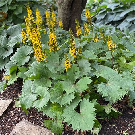 Bottle Rocket Plant Hopsteps