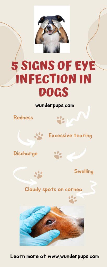 A Guide to Identifying and Treating Common Dog Eye Infections - Welcome to Wunder Pups!