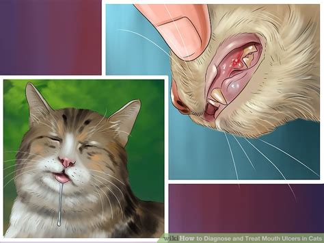 How to Diagnose and Treat Mouth Ulcers in Cats: 9 Steps