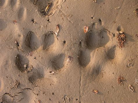 Red Fox Tracks Naturetracking