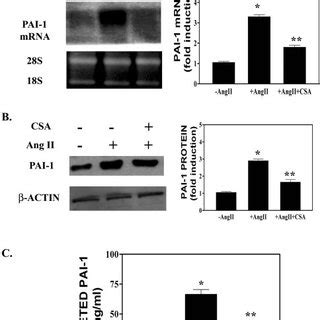 Ang Ii Induces Pai Protein Synthesis And Secretion In Human