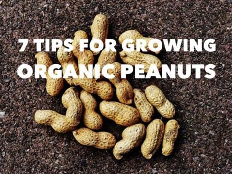 7 Gardening Tips For Growing Organic Peanuts