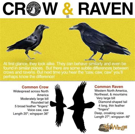 56 best BIRDS- CROWS AND RAVENS images on Pinterest | Crows ravens, The
