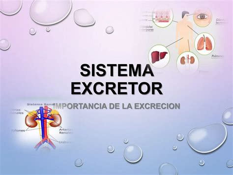 Sistema excretor | PPT | Descarga Gratuita