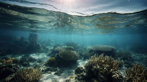 Background Terumbu Karang Dengan Cahaya Masuk Melalui Kacanya, Gambar ...