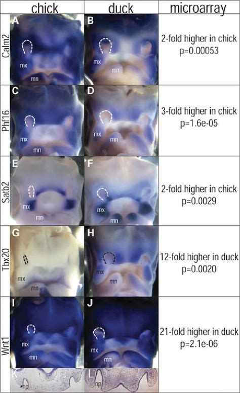 Whole Mount Rna In Situ Hybridizations On St 25 Chickens And Ducks