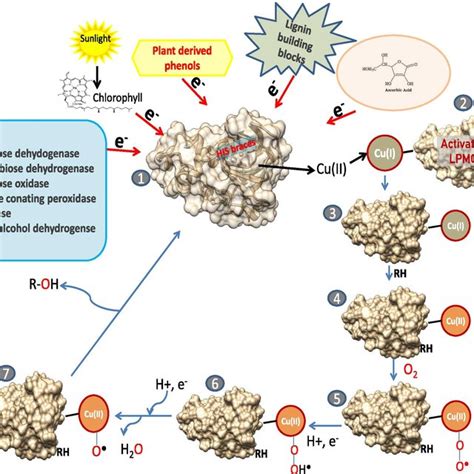 Schematic Representation Of LPMO Action On Plant Polysaccharide LPMOs