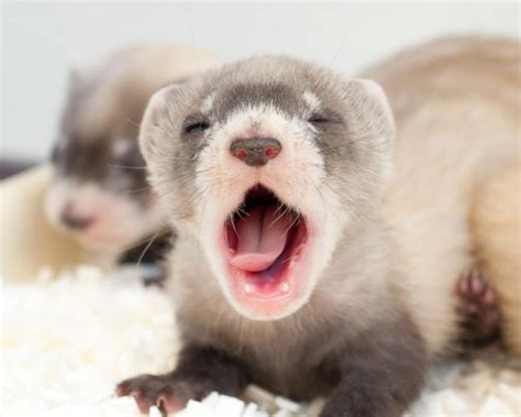 Cute Baby Mink