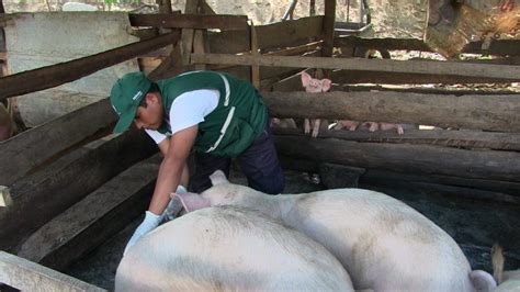 Registro de vacunación contra peste porcina clásica supera los 27 mil