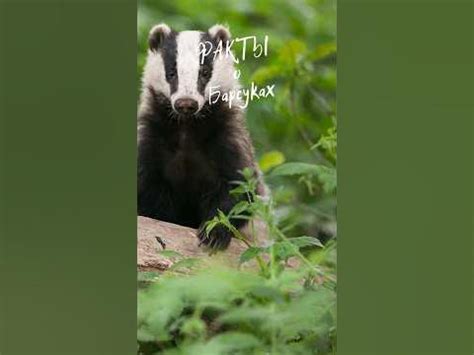Факты о барсуках #rapidfacts #quickfacts #барсук #барсуки # ...