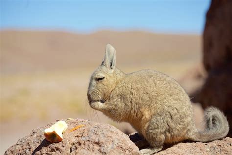 Mountain Viscacha Facts | CRITTERFACTS