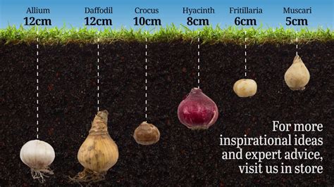 How Deep To Plant Daffodil Bulbs - Grow a Farmer