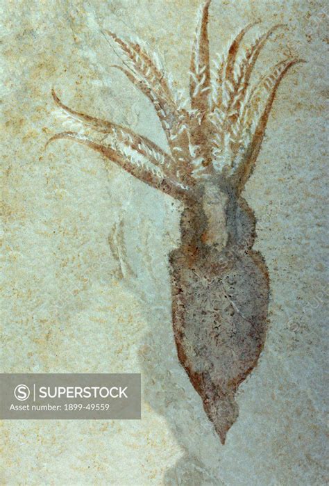 Rare Squid Imprint Fossil Cm Length Upper Jurassic Or Malm Period