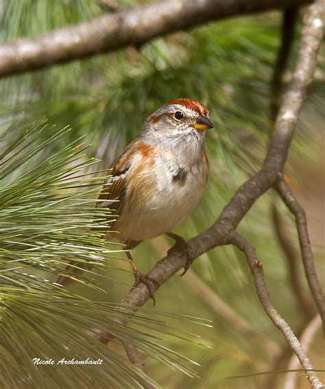 Bruant Hudsonien American Tree Sparrow Nicole Archambault Flickr