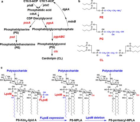 Biosynthesis And Structures Of Lipids In E Coli A The Biosynthesis