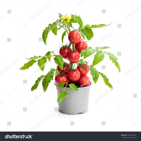 147,680 Tomato Plant Isolated Stock Photos, Images & Photography ...