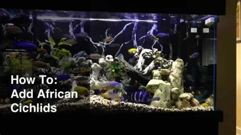 How To Add Acclimate Fish To Your Tank And Have Them Survive Youtube