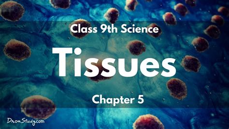 Tissues Cbse Class Science Toppr Study Youtube