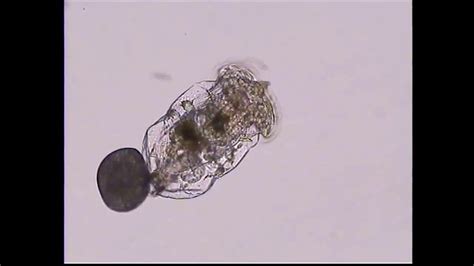 Rotifers Brachionus Plicatilis Egg Releasing Dr G Hotos Lab Greece