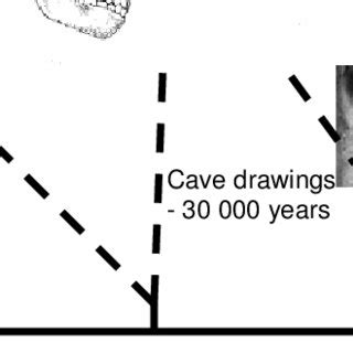 human brain evolution. | Download Scientific Diagram