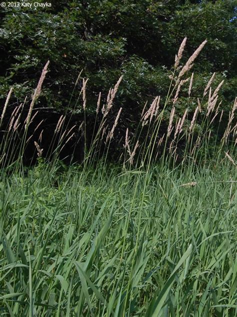 Phalaris Arundinacea Reed Canary Grass Minnesota Wildflowers