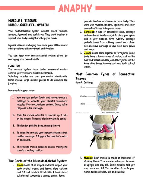 Solution Anatomy And Physiology Musculoskeletal And Nervous System