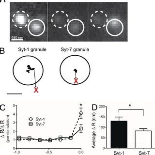 Mobility Of Fusing Syt 1 And Syt 7 Granules A Images Of Fusing