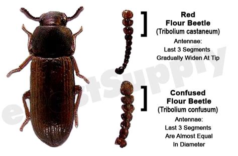 Red Flour Beetles - How To Get Rid of Red Flour Beetles