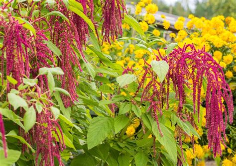 O Amaranto Cultivado Como Hortali As Cereais E Plantas Decorativas