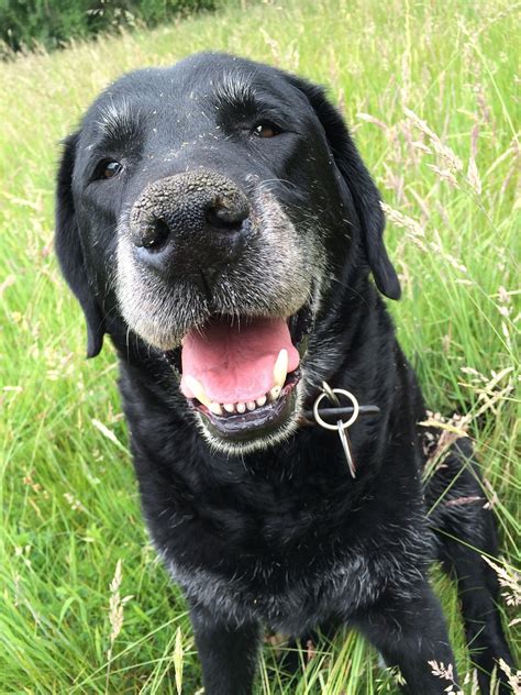 Labrador Alter Hund Tier Kostenloses Foto Auf Pixabay Pixabay