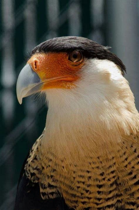 A Close Up Of A Bird On A Fence