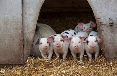 「養豬育肥技術」豬飼養管理中的10個關鍵問題，讓養豬農輕鬆養殖 每日頭條