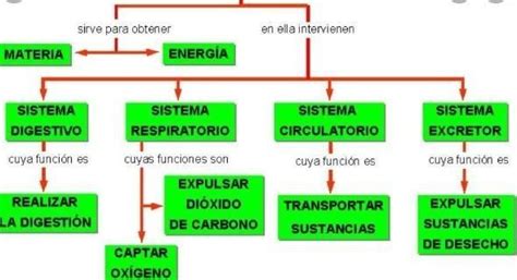 Realiza Un Organizador Gr Fico Resumiendo Las Etapas De La Funci N