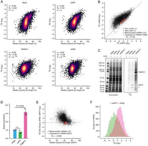 The Molecular Basis Of Coupling Between Poly A Tail Length And