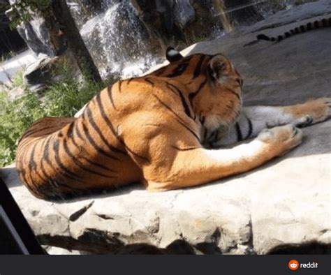 The muscles of a fully grown Tiger are Metal : r/natureismetal