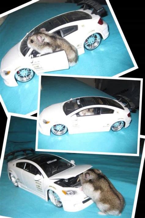 Hamster met auto | Grappige Plaatjes
