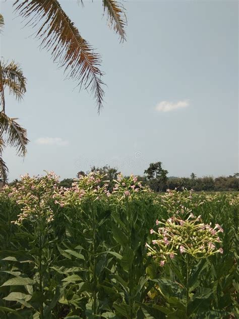 View of a Tobacco Tree Plantation with Flowers Stock Image - Image of ...