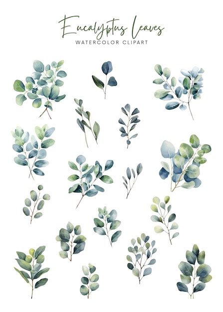 Premium Vector | Watercolor eucalyptus leaves