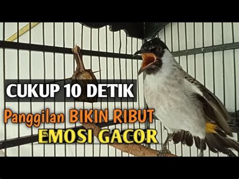 Suara Burung KUTILANG GACOR Asli Tanpa ISIAN 100 Ampuh Untuk Suara