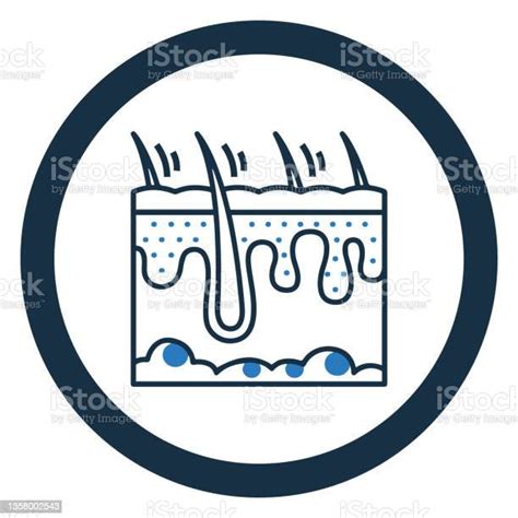 해부학 피부과 또는 모발 피부 아이콘 모낭에 대한 스톡 벡터 아트 및 기타 이미지 모낭 건강관리와 의술 건강한 생활방식