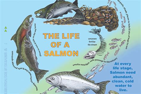 Pacific Salmon Life Cycle